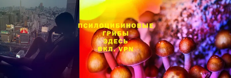 что такое   Змеиногорск  Псилоцибиновые грибы Cubensis 